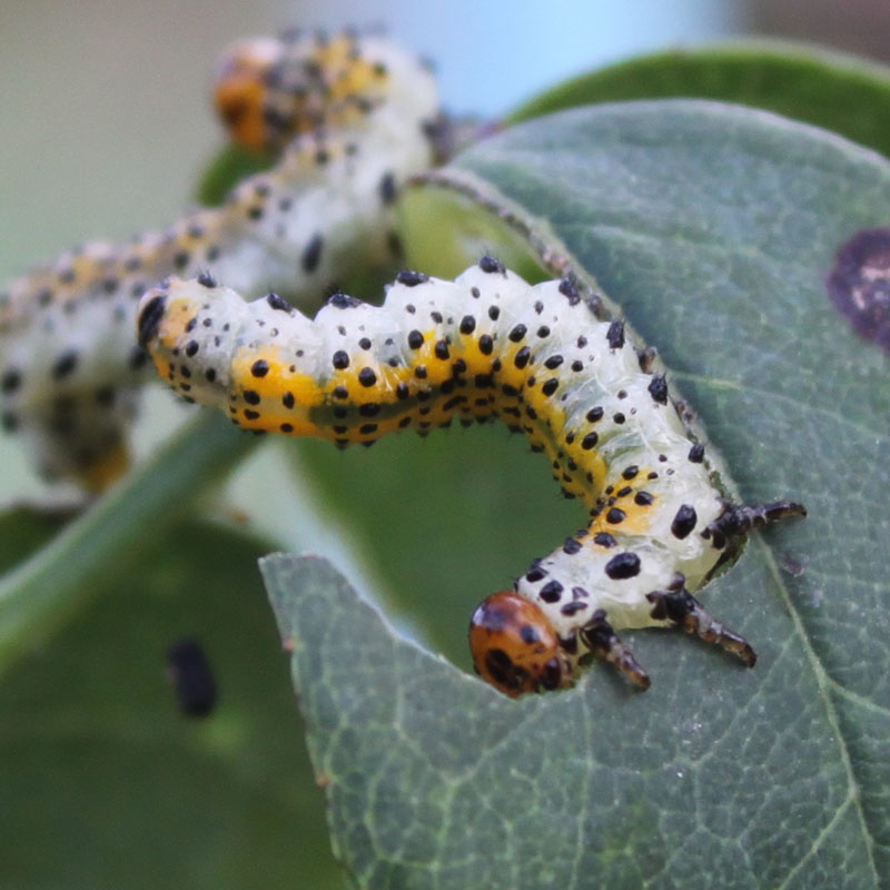 identificazione bruchi: Arge ochropus